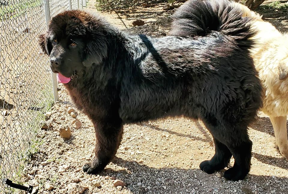Hình ảnh chó ngao Tây Tạng đen