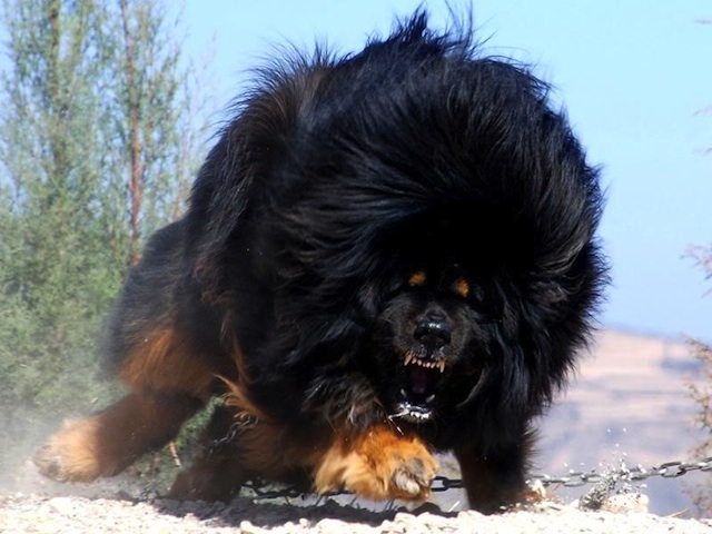 Chân dung của một con chó ngao Tây Tạng nguy hiểm