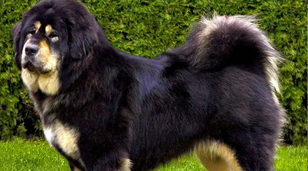 Hình ảnh chú chó ngao Tây Tạng lông đen