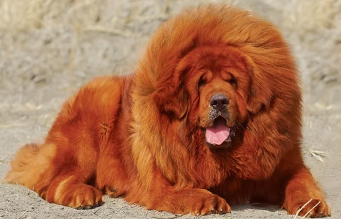 Hình ảnh chú chó ngao Tây Tạng màu nâu đỏ