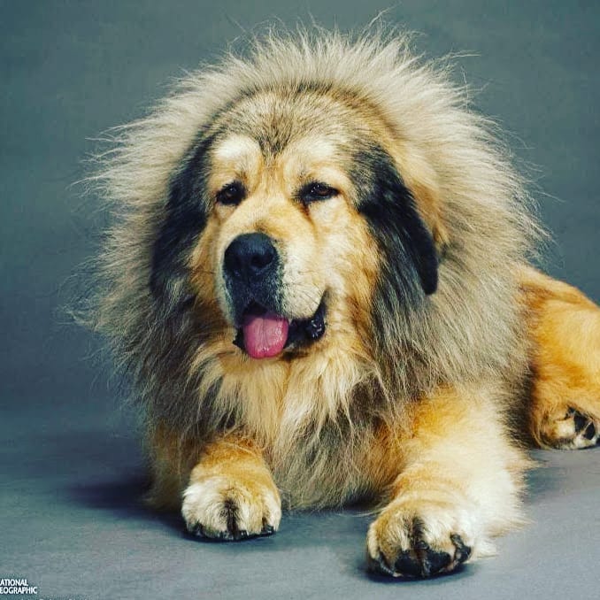 Hình ảnh chó ngao Tây Tạng lông vàng