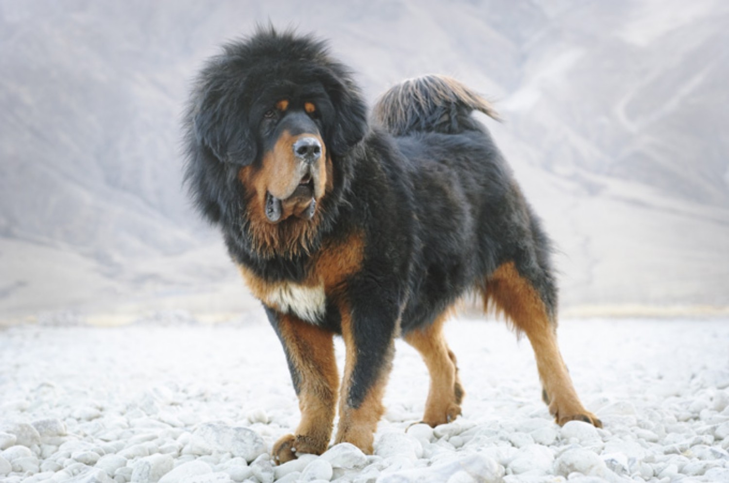 Hình ảnh chó ngao Tây Tạng nhỏ
