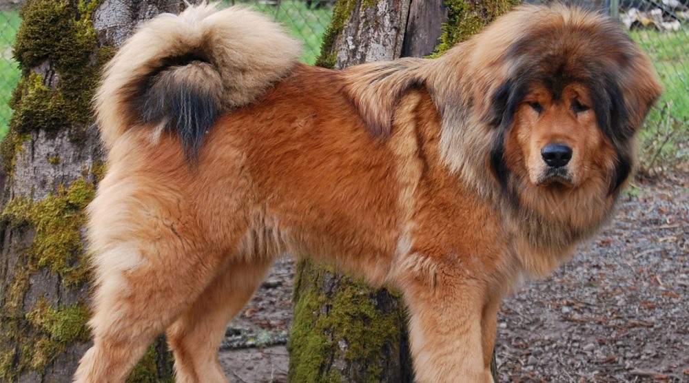 Hình ảnh con mastiff Tây Tạng trong điều kiện nuôi nhốt