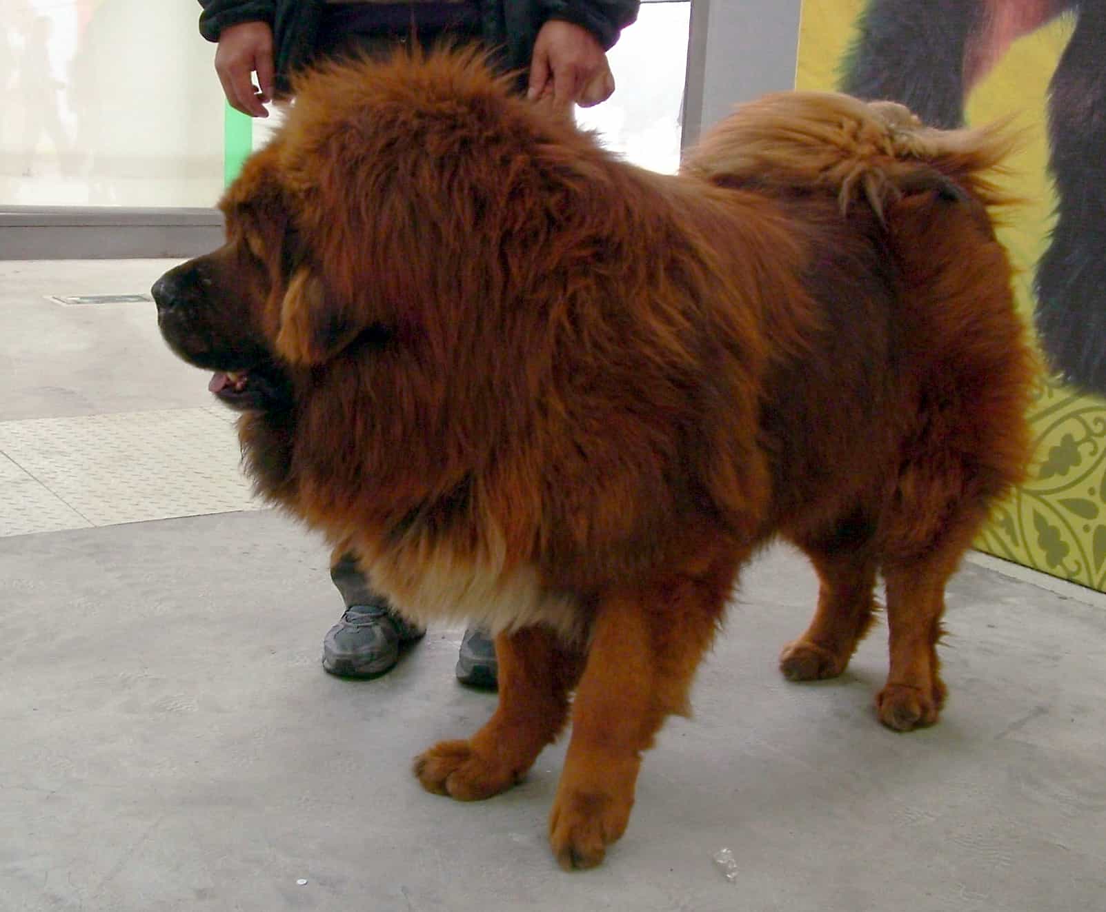 Hình ảnh một chú chó ngao Tây Tạng ở Việt Nam
