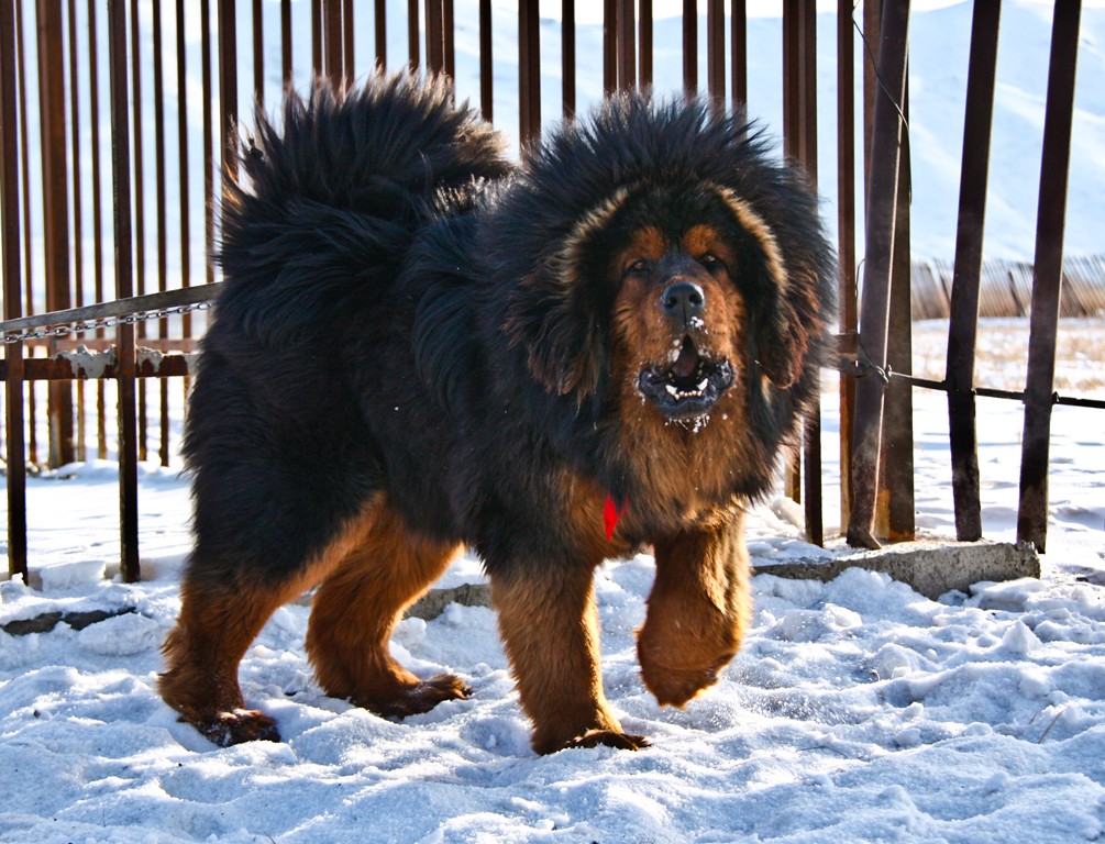 Hình ảnh một chú chó ngao Tây Tạng ở xứ lạnh
