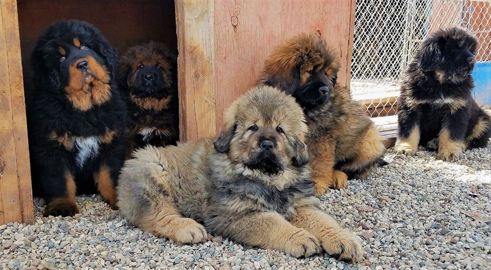 Hình ảnh những chú chó ngao Tây Tạng