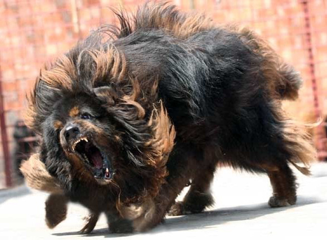 Hình ảnh của chó ngao Tây Tạng