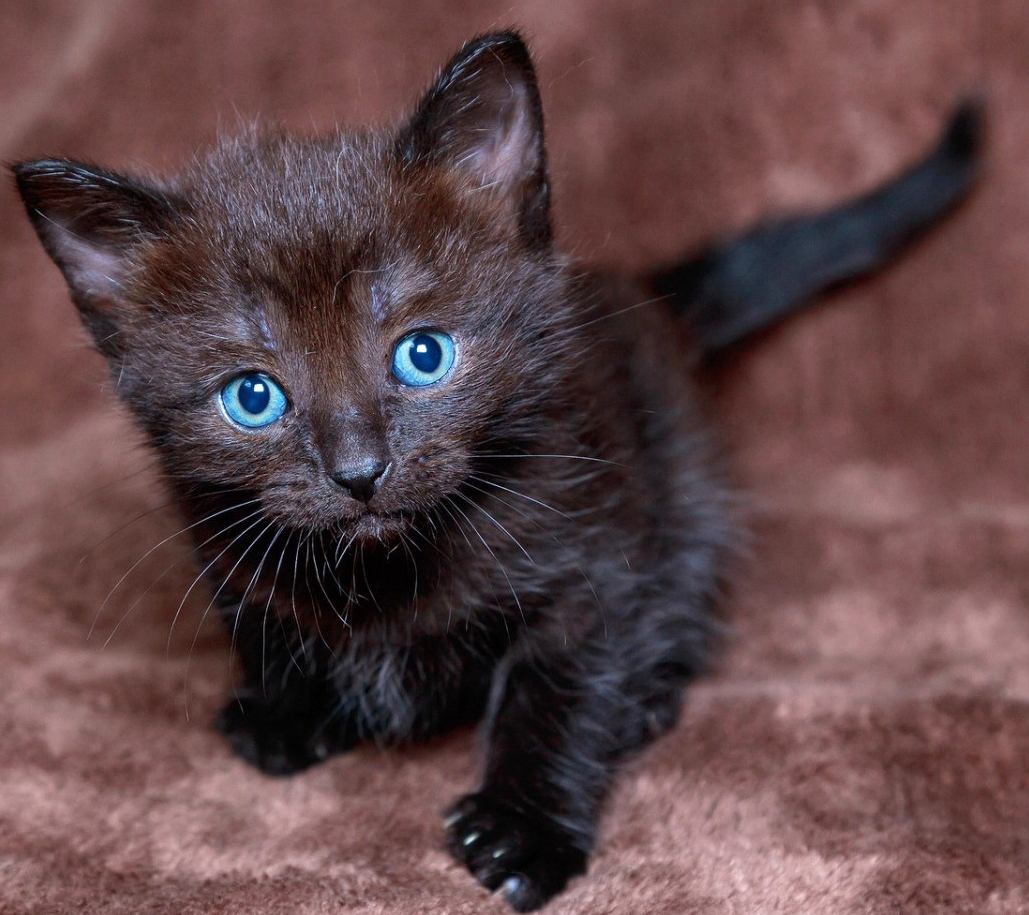 Hình ảnh mèo con đen