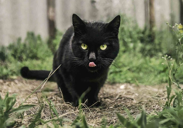 Hình ảnh mèo đen cute