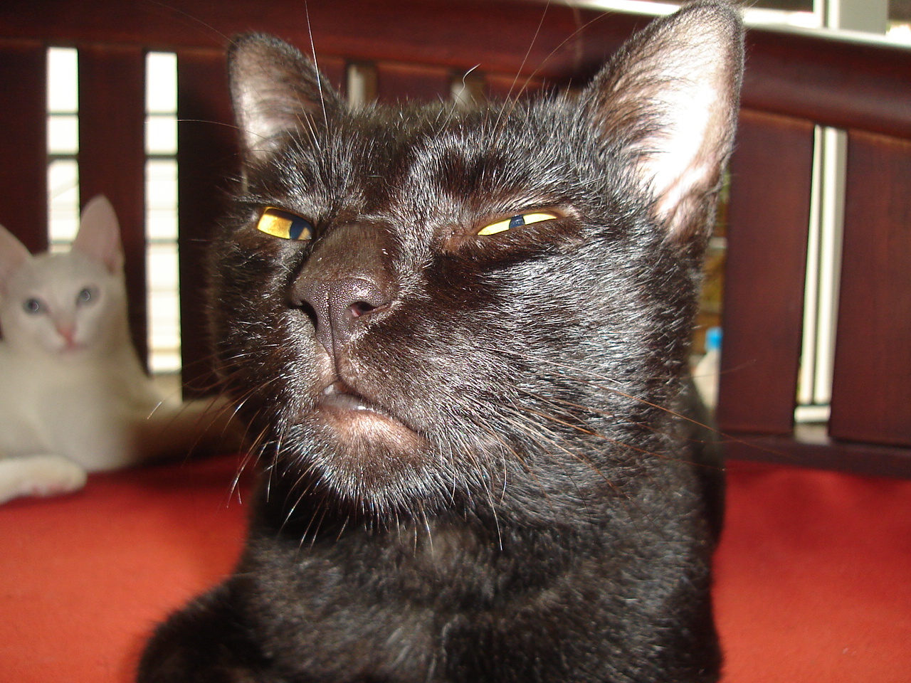 Hình ảnh mèo đen hài hước