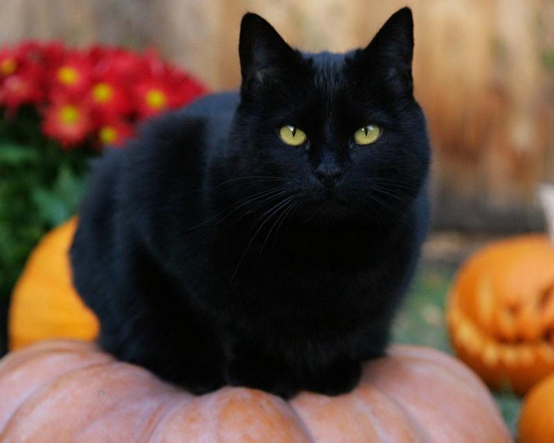 Hình ảnh mèo râu đen