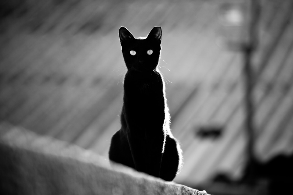 Hình ảnh về mèo đen đẹp