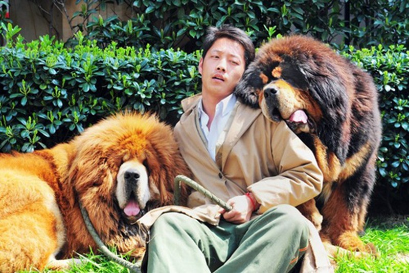 Hình ảnh vui đùa cùng chó ngao Tây Tạng