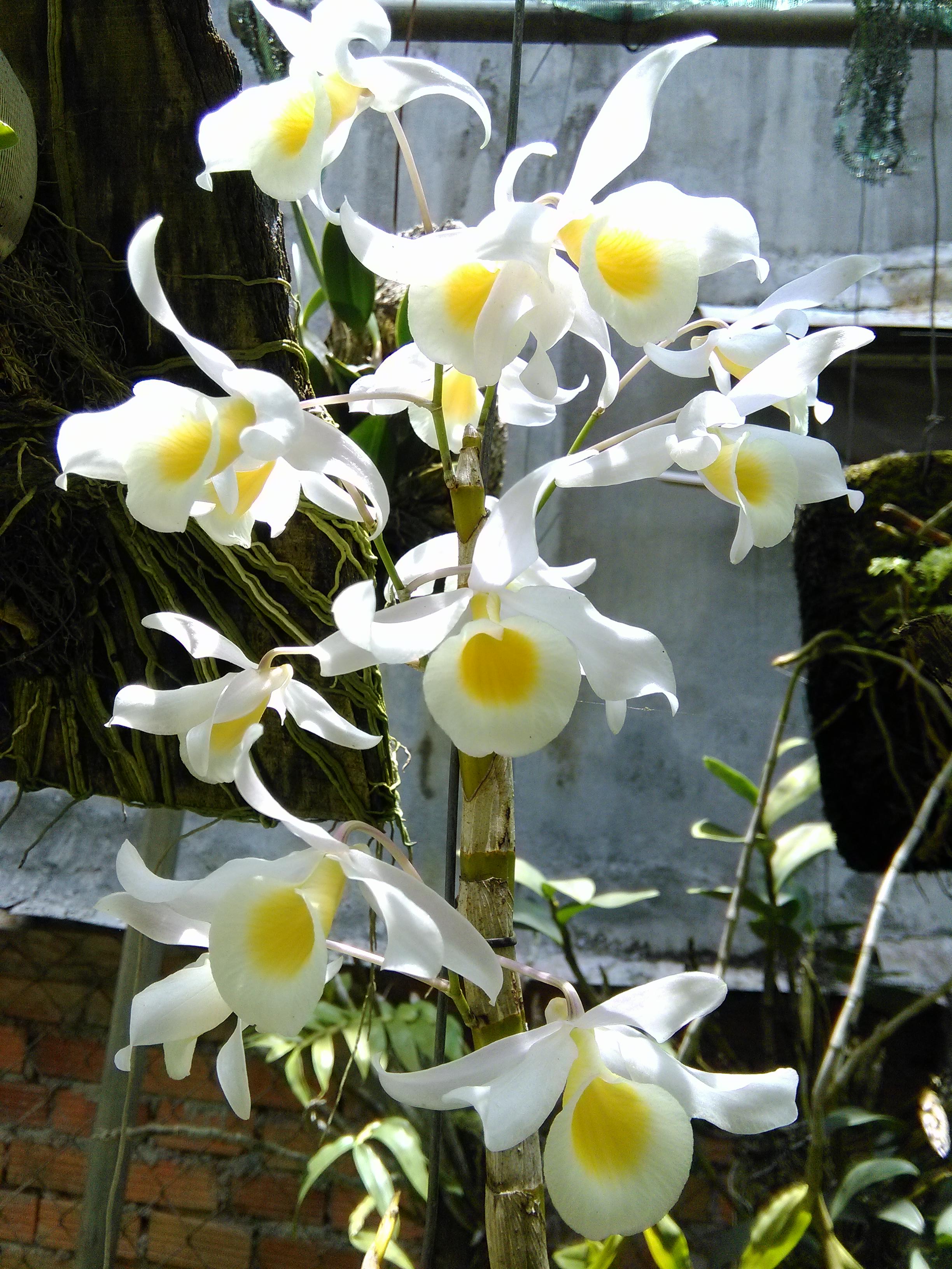 Hình ảnh hoa lan rừng trắng
