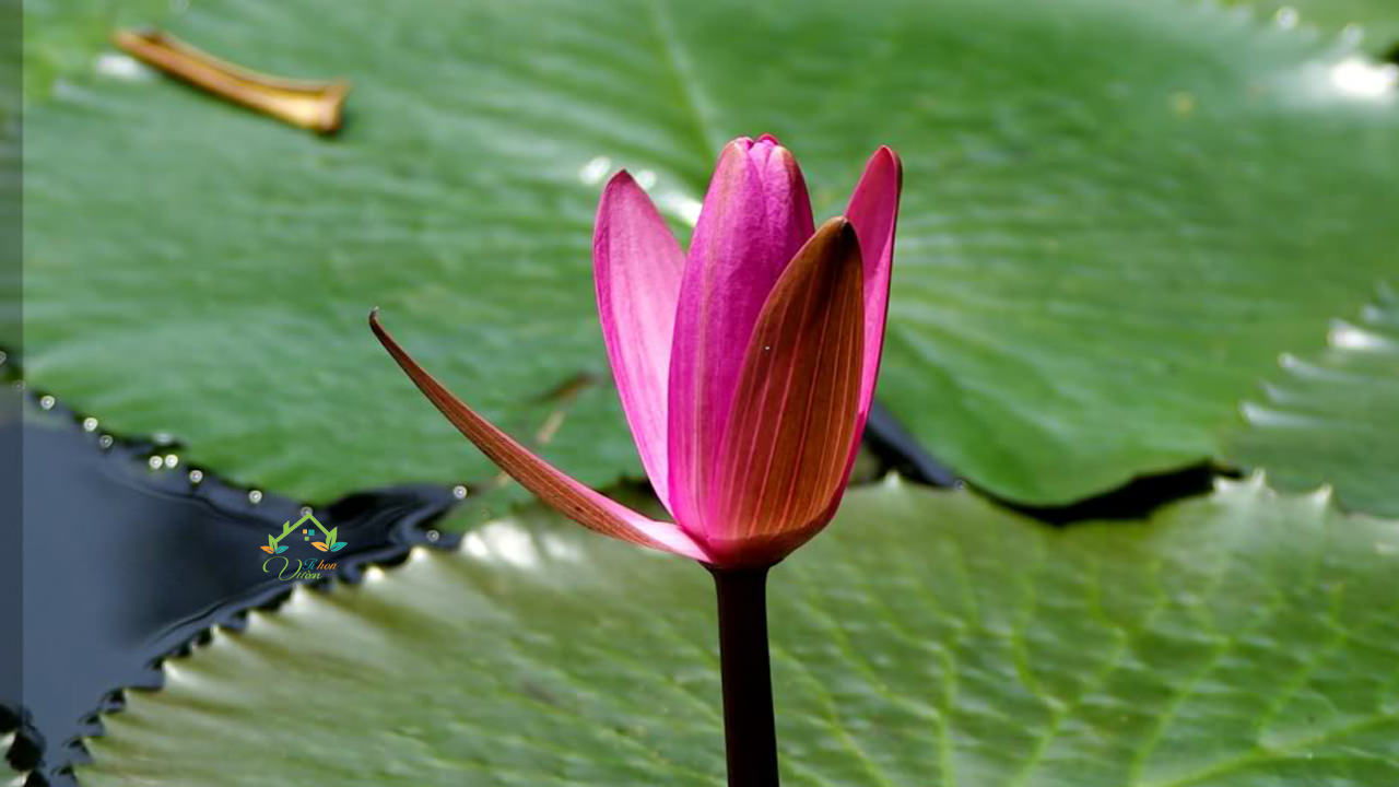 Hoa súng tím, Hình ảnh: Hoa súng tím có màu sắc đẹp và ngọt ngào. Hãy cùng ngắm nhìn những hình ảnh về hoa súng tím để tìm hiểu thêm về vẻ đẹp của chúng và đón nhận những khoảnh khắc thanh tịnh trong cuộc sống.