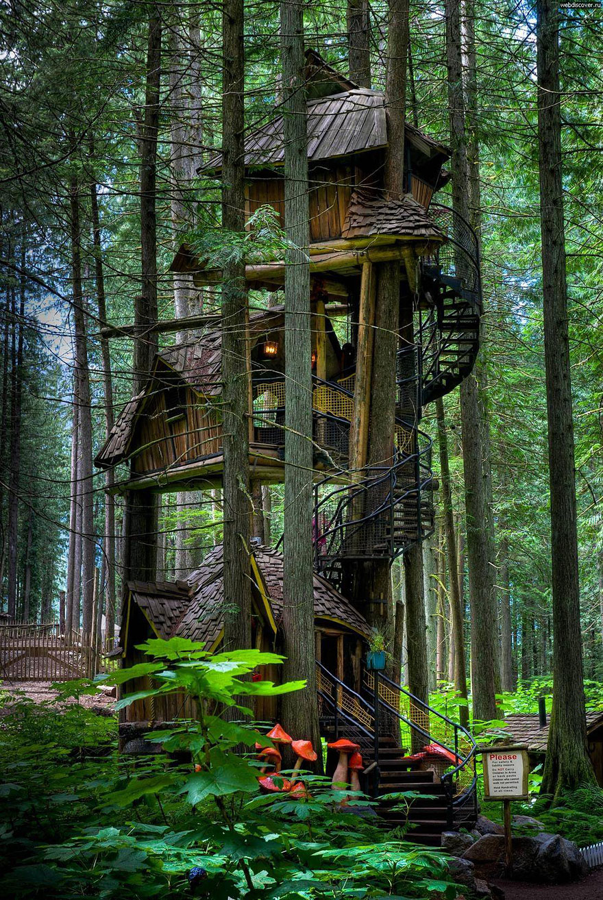 Hình ảnh ngôi nhà ở trên cây với lối lên cầu thang đẹp