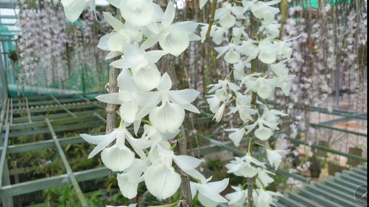 Hoa lan ừng trắng rất đẹp