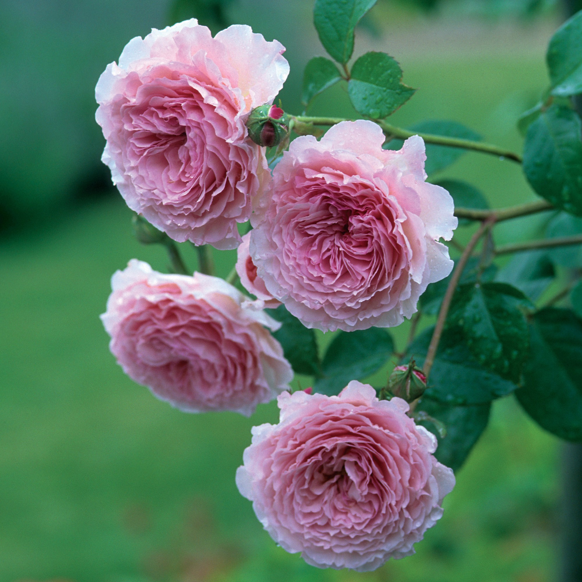 Bốn bông hoa hồng leo hồng nhạt