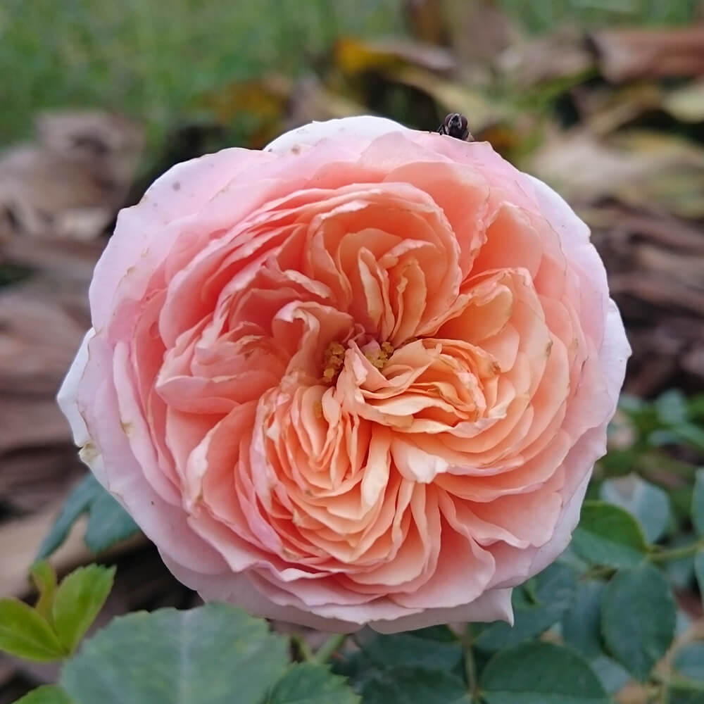Bông hoa hồng leo hồng phấn