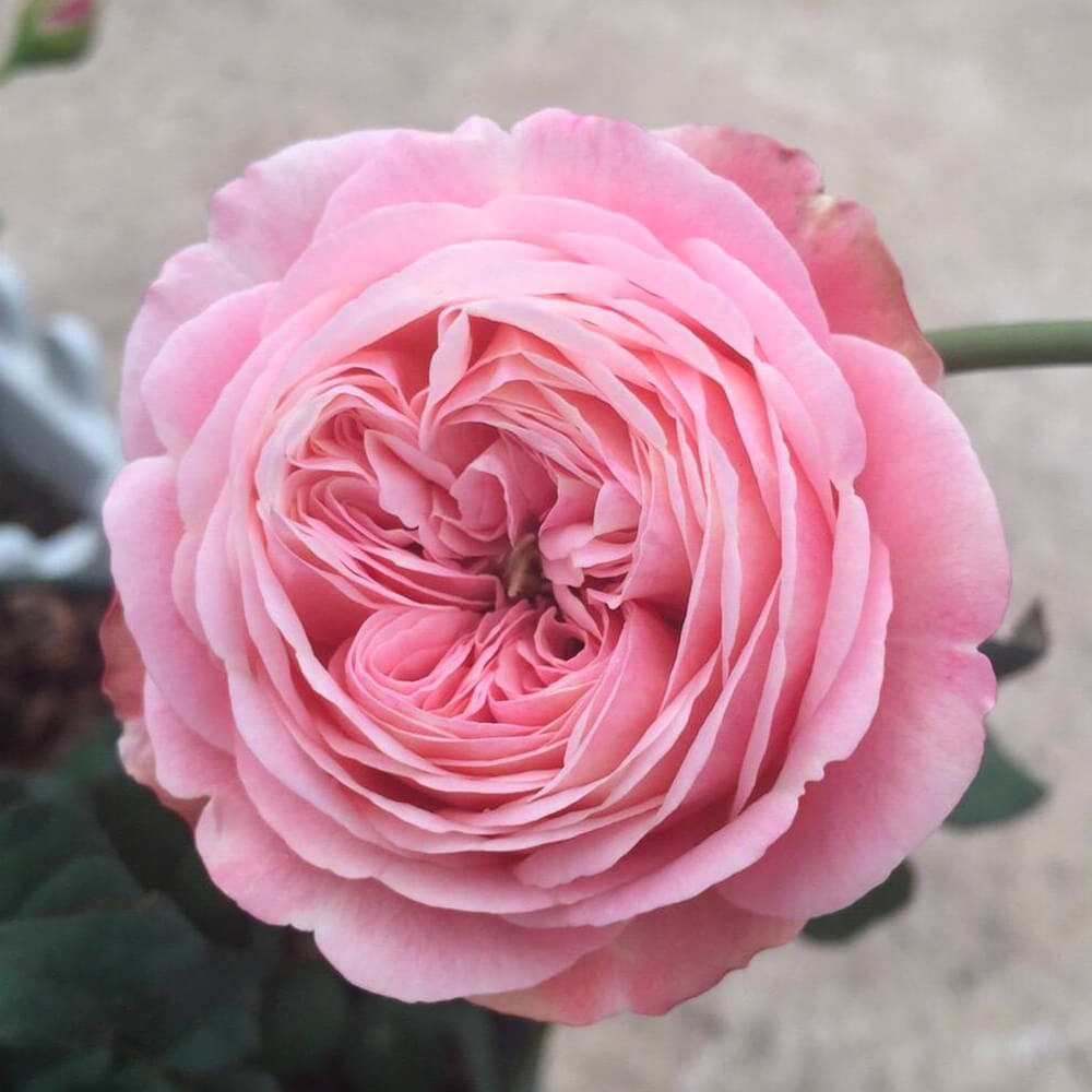Bông hoa hồng leo màu hồng cực đẹp
