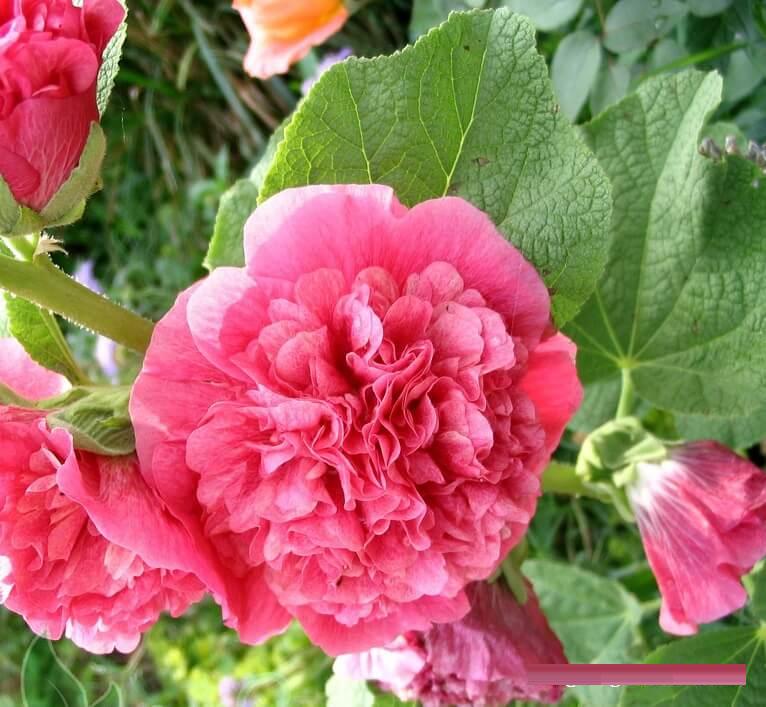 Bông hoa mãn đình hồng kép rất đep