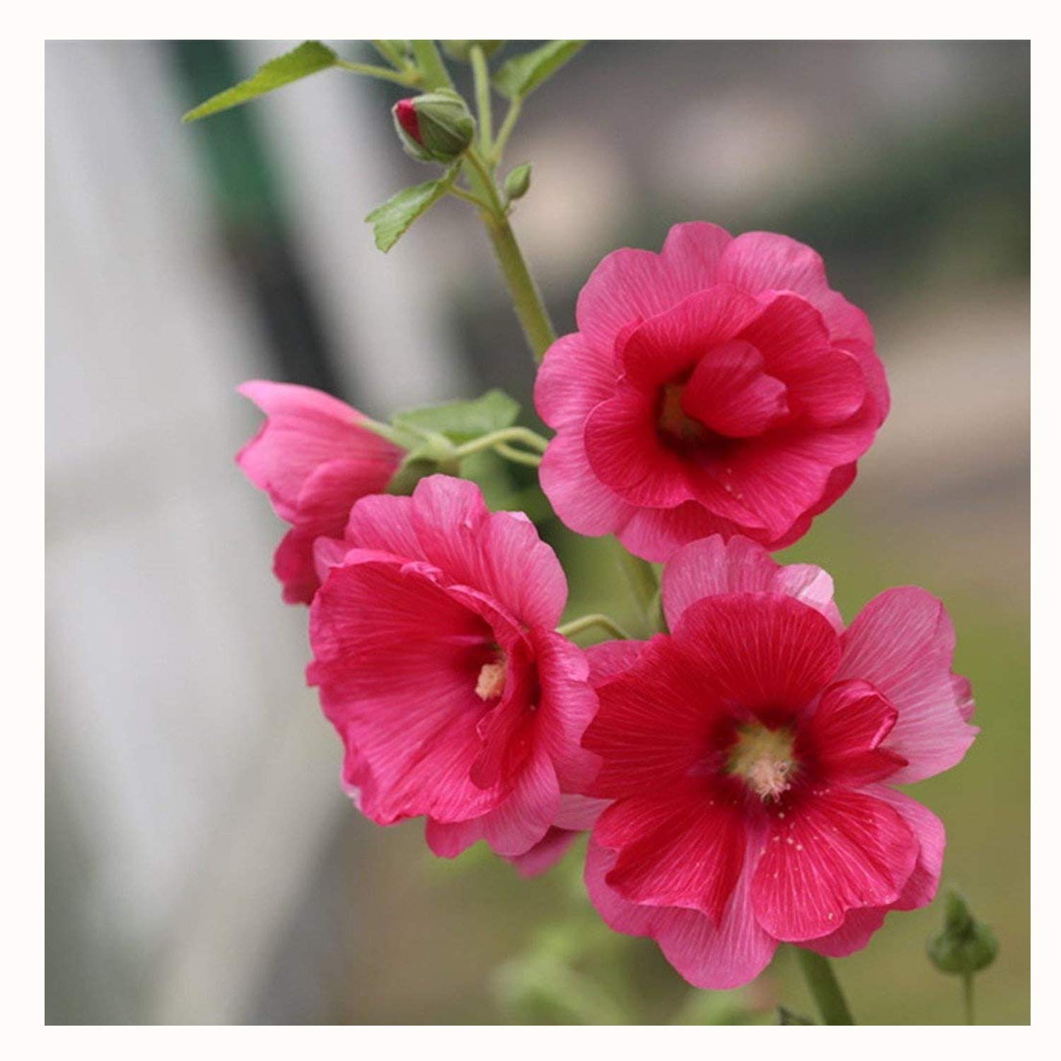 Bông hoa mãn đình hồng màu hồng đậm rất đẹp