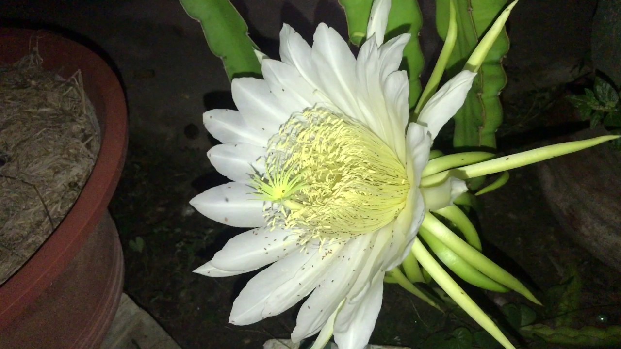 Bông hoa thanh long trắng nở rộ