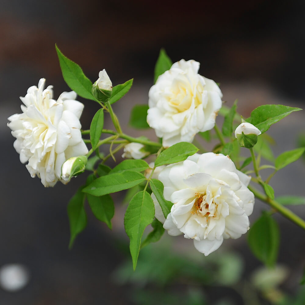 Cành hoa hồng leo trắng