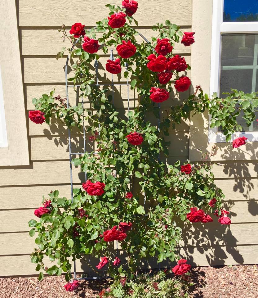 Cây hoa hồng leo cực đẹp