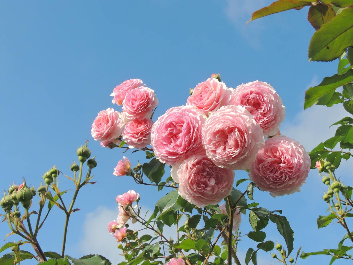 Cây hoa hồng leo hồng nhạt