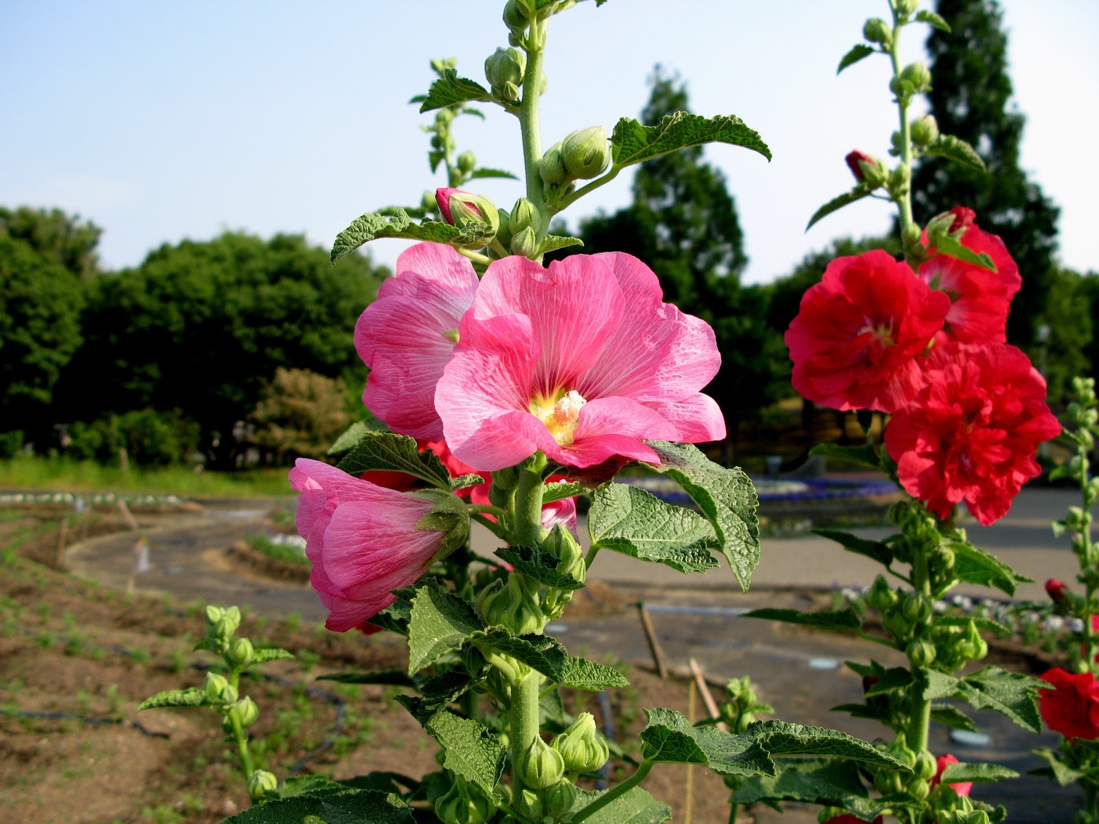 Cây hoa mãn đình hồng cực đẹp