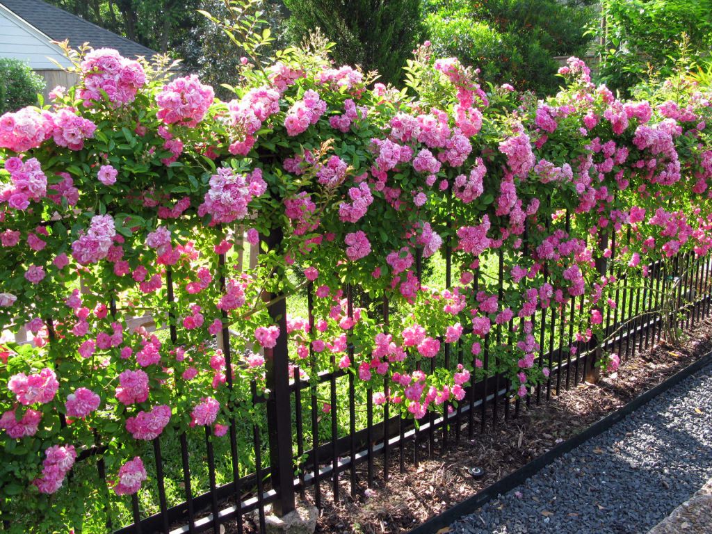 Hàng rào đầy hoa hồng leo rất đẹp