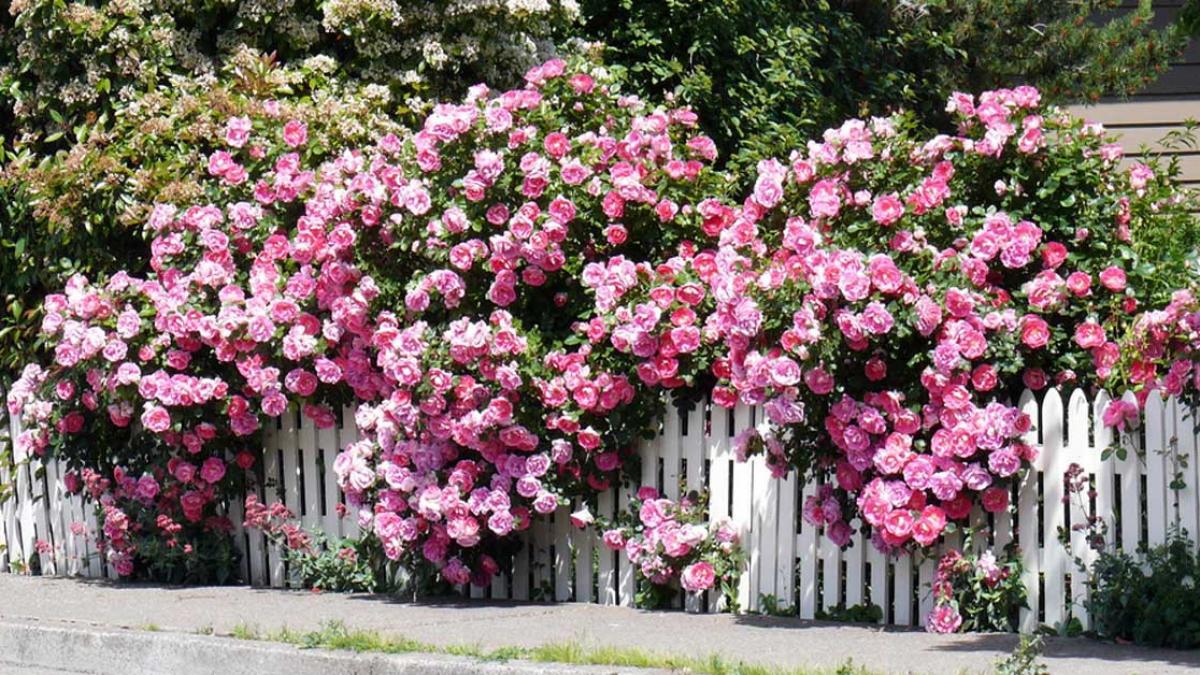 Hàng rào hoa hồng leo đẹp mắt màu hồng
