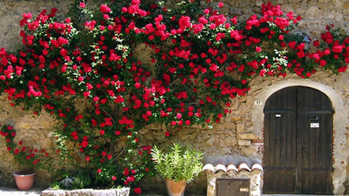 Hình ảnh cây hoa hồng leo sát tường