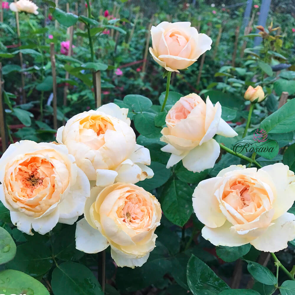 Hình ảnh hoa hồng leo trắng rất đẹp