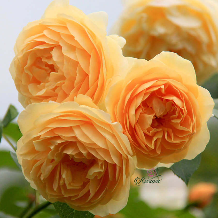 Hoa hông leo màu vàng cam