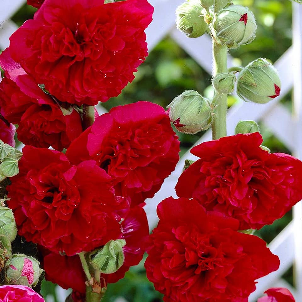Hoa mãn đình hồng đỏ cực đẹp