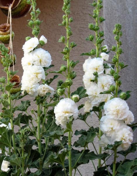 Hoa mãn đình hồng trắng