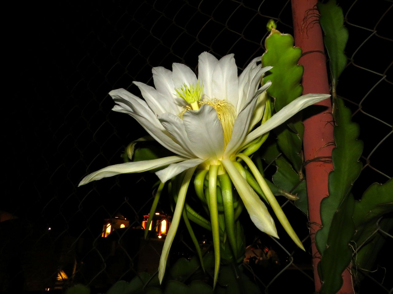 Hoa thanh long cực đẹp trong đêm