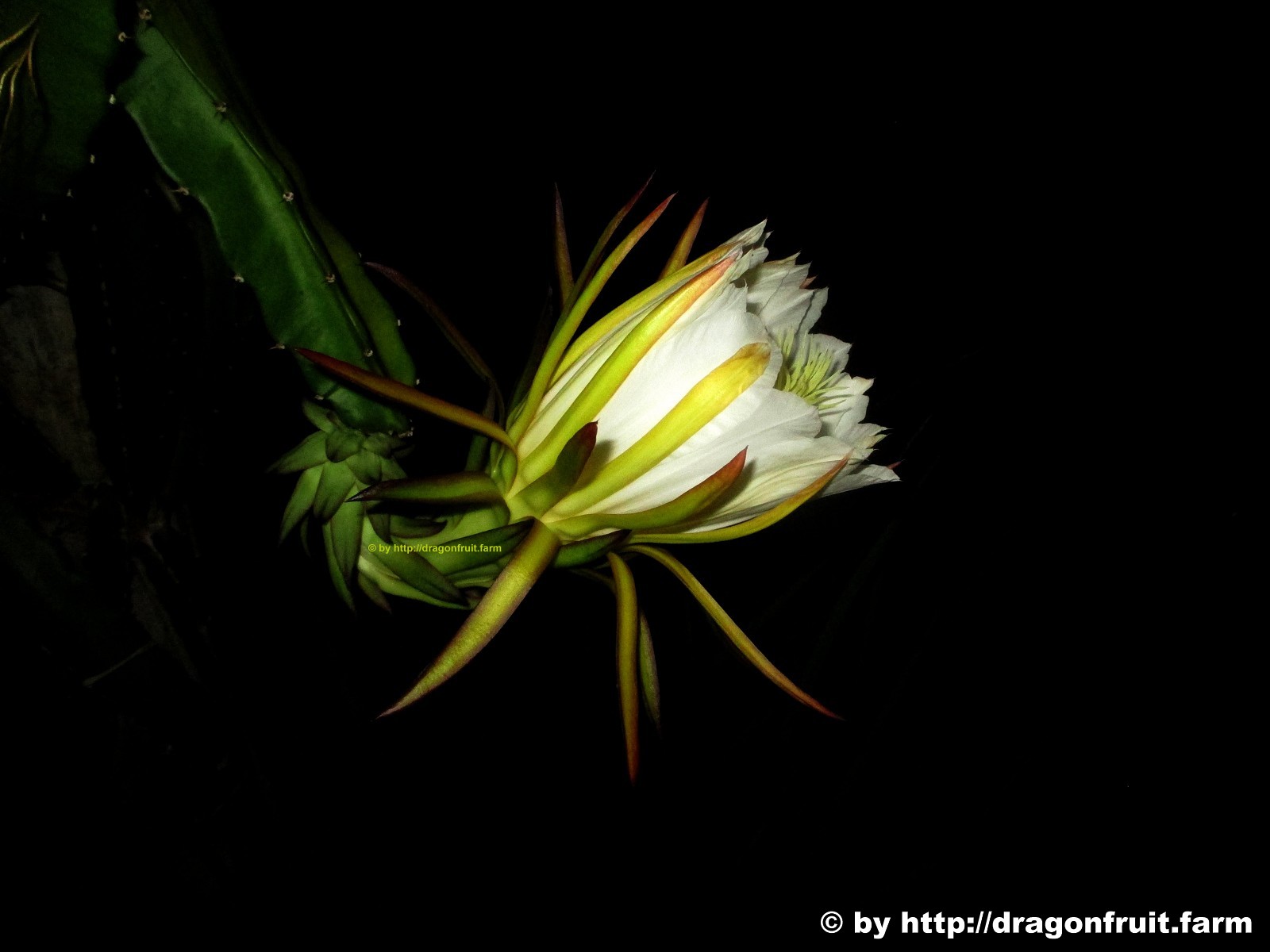 Hoa thanh long nở trong đêm