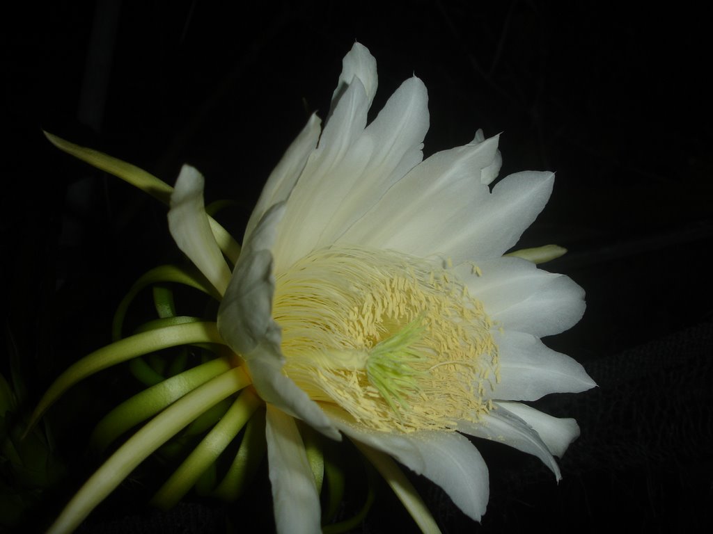 Hoa thanh long trắng trong đêm