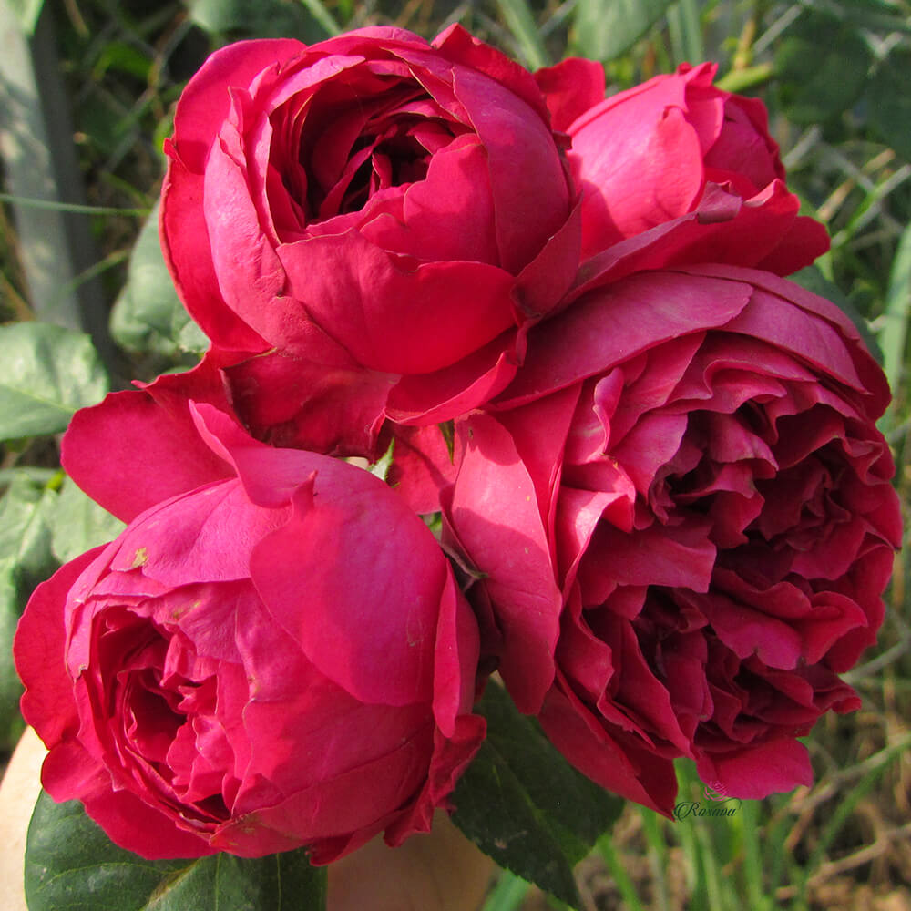 Những bông hoa hồng leo sậm màu