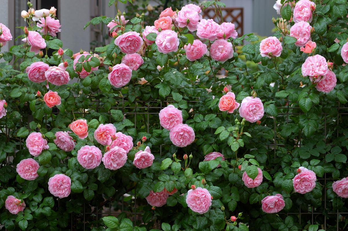 Những bông hoa hồng loe màu hồng nhạt