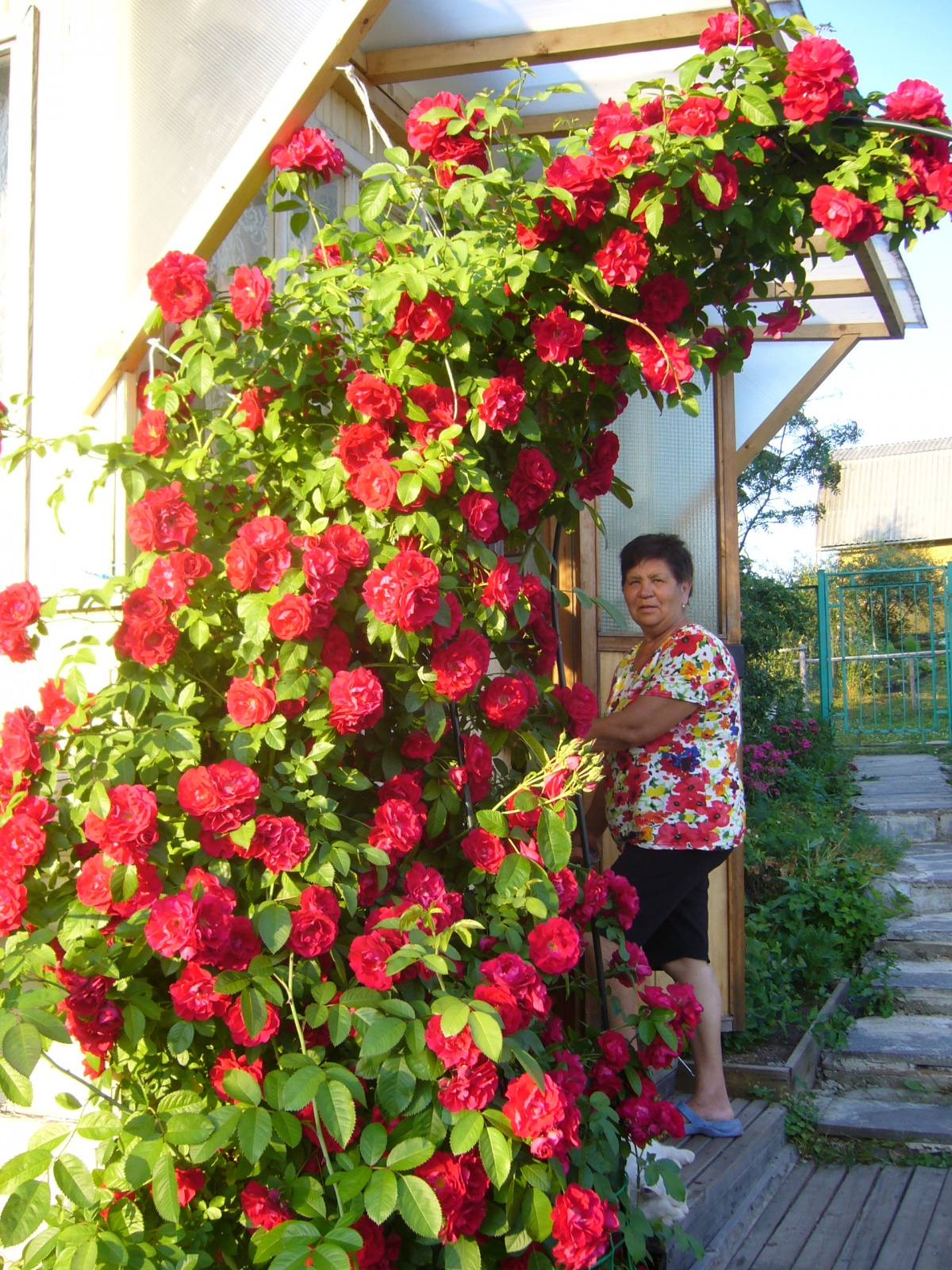 Vòm hoa hồng leo đỏ