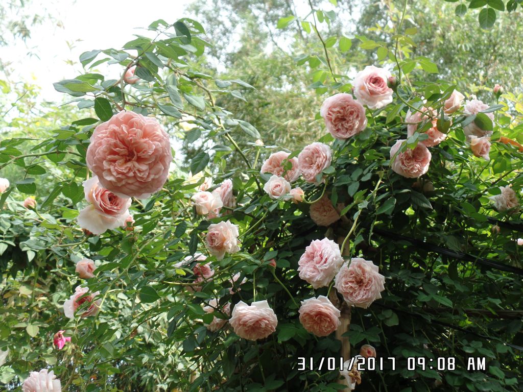 Vườn cây hoa hồng leo