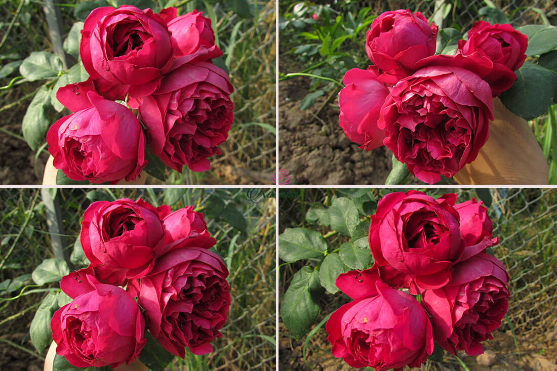 Bốn bông hoa hồng trứng cực đẹp chụp các góc độ