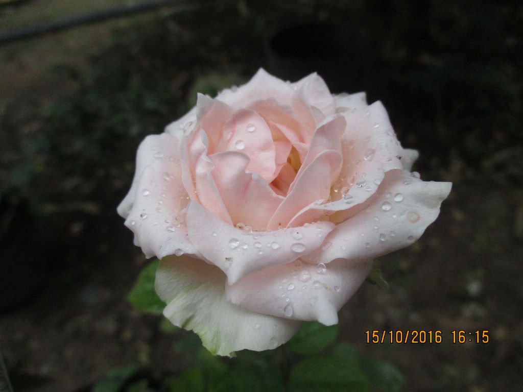 Bông hoa hồng trứng màu trắng vương hạt nước