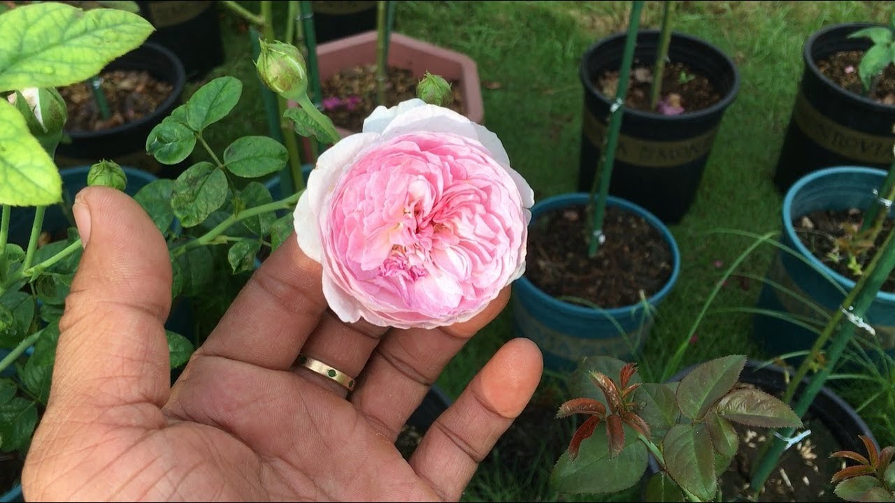 Hoa hồng trứng nhỏ