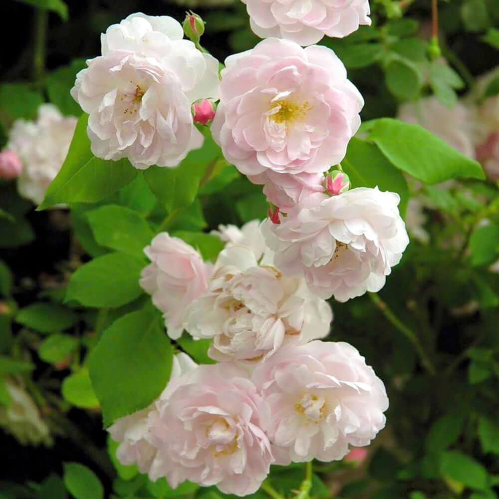 Các bông hoa hồng màu trắng hoa hồng trứng lá xanh