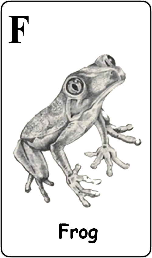 F - Frog